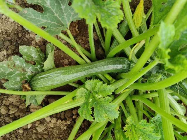 Zucchinisamen Neri di Firenze Samen Permakulturhof Naturgarten Gemüse