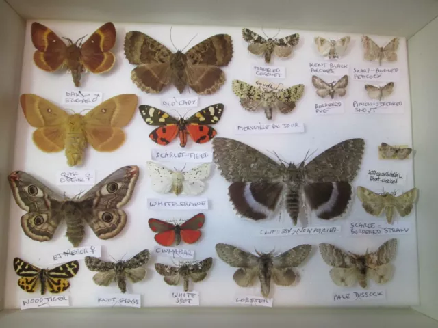 Interesting collection of British moths. collector, framer, artwork, box no. 19