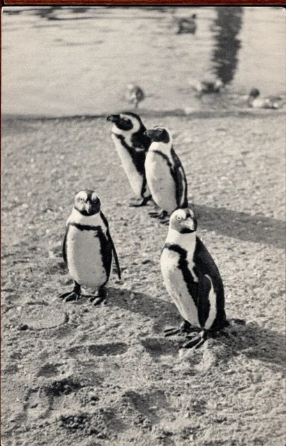 75 - PARIS - Parc Zoologique du Bois de Vincennes - Manchots du Cap ou Pingouins