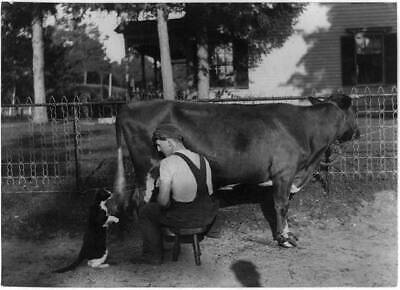 Catsup,man squirting milk,cow,mouth,cat,milking,farm life,dairy,c1898