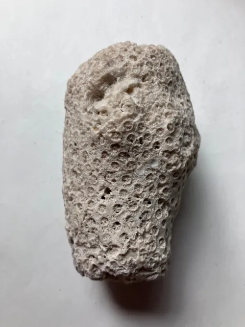Large Real White Star Brain Coral Shell Natural Fossil Fragments Chunk Frag