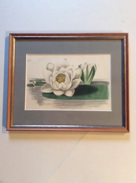 Framed antique hand-coloured engraving of a WATER LILLY