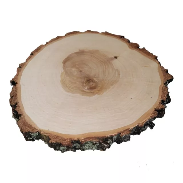 Wooden Slices 5 - 35cm Wood Log Discs SALE  Round Rustic Wedding Crafts Coasters