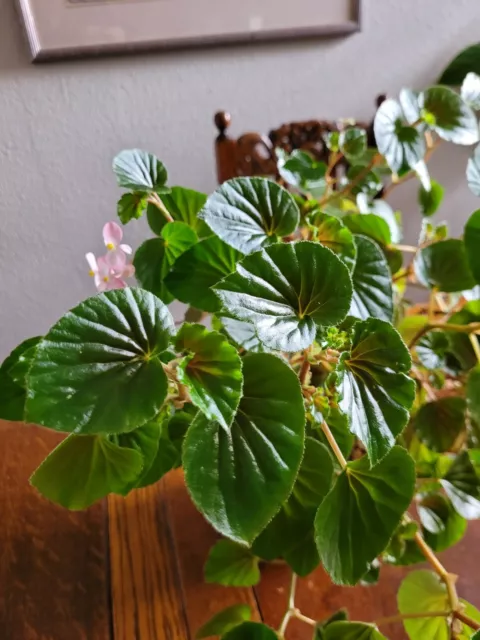 Begonia Begonia 3 ramas al menos 10 cm flor trabajadora