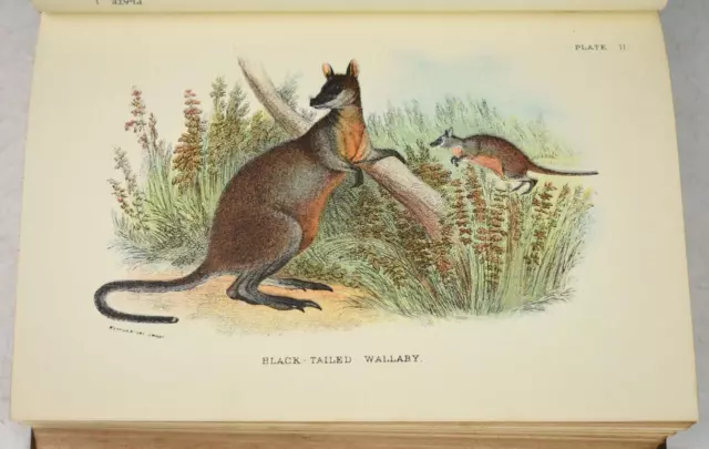 Richard Lydekker Lloyd’s Marsupialia & Monotremata 1896 38 COLOURED Chromo Plts