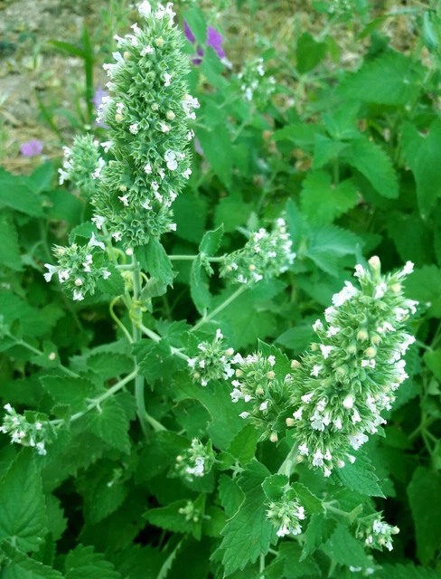 300 Semi Di Erba Gatta (Nepeta Cataria) - Resistente Alla Siccità, Attrae Impollinatori | Per Gatti E Giardino - Foto 11