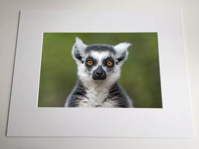 ‘Stare’ • Ring Tailed Lemur • Cute Wildlife Mounted Phot Print • New