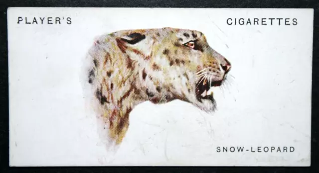 SNOW LEOPARD    Vintage  1930's Illustrated Wildlife Card  CD12M