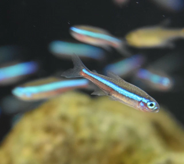 Live Green Neon Tetras (Pack of 12 Freshwater Aquarium Nano Fish) *PLS READ DESC 3