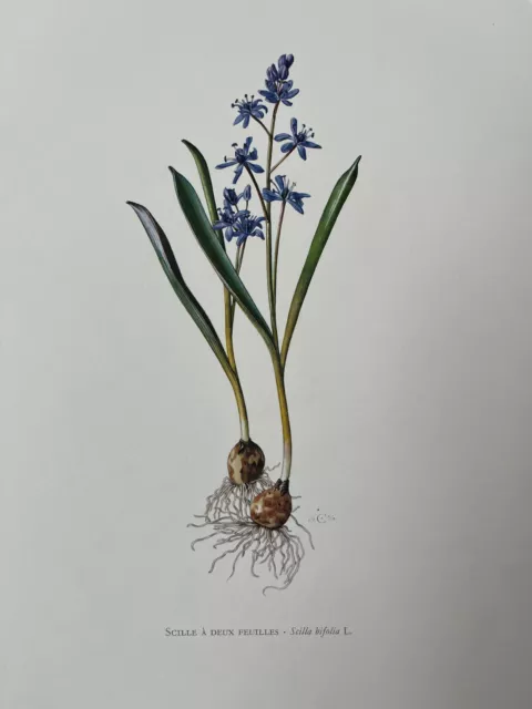 TWO-LEAF SQUILL botanical print. Vintage flower en plant lithography.