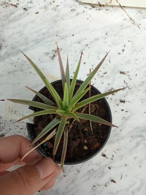 Agave Stricta Nana 1 Pflanze Junge Mit Wurzel Sukkulenten 5 Zentimeter