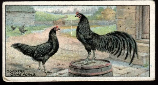 Tobacco Card, Ogdens, POULTRY, 1916, 2nd Series, Sumatra Game Fowls, #49