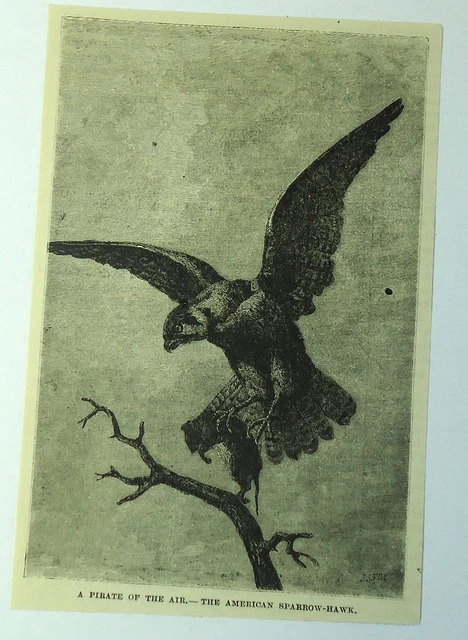 1886 magazine engraving ~ PIRATE OF THE AIR- AMERICAN SPARROW-HAWK