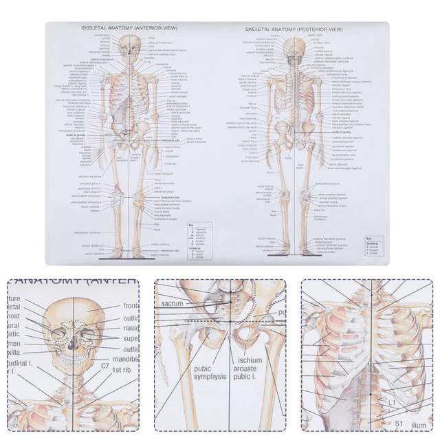 SILK CLOTH POSTER Student Body Anatomy Chart Anatomical Posters £5.65 ...