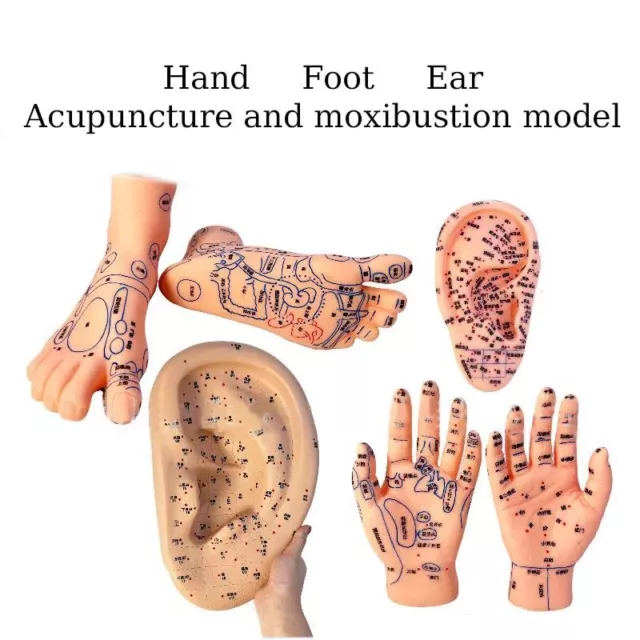 Suministros de moxibustión de masaje meridiano modelo de acupuntura modelo de acupuntura pie mano