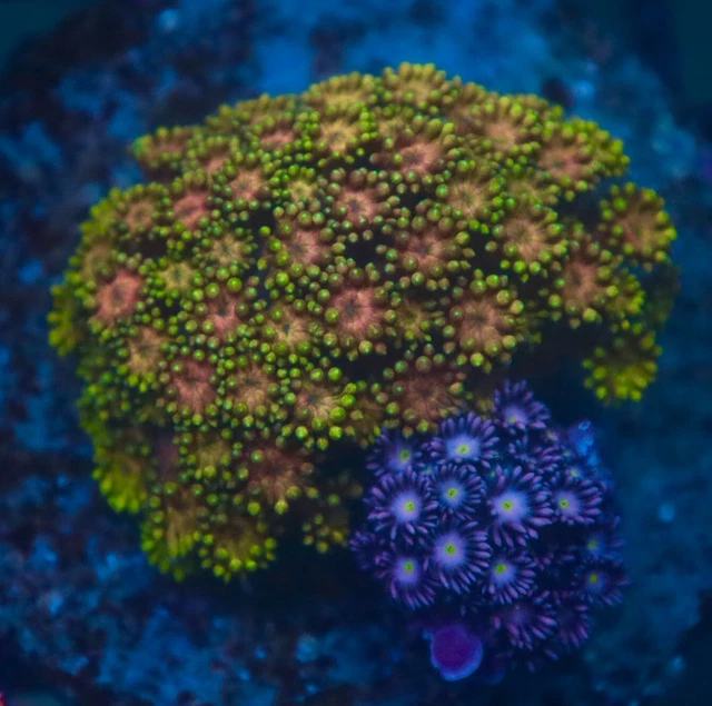 WYSIWYG J-Wu Aquatic / Rainbow Combo Gonipora 