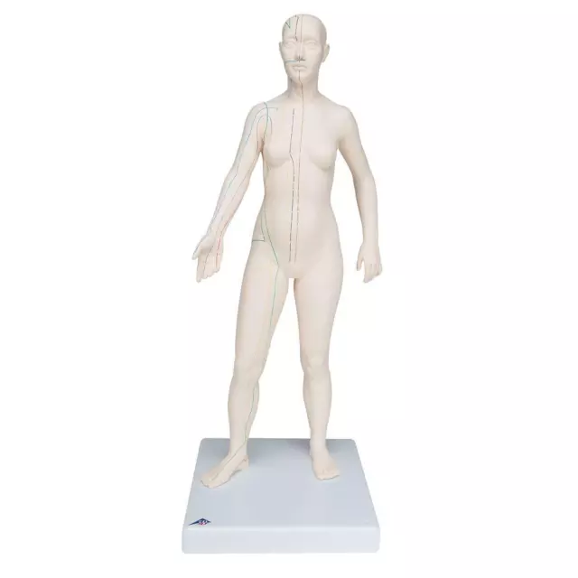 3B Scientific N31 figura de acupuntura femenina modelo didáctico 71 cm
