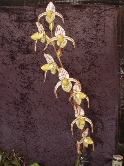 PAPHIOPEDILUM RANDSII X philippinense ( Memoria Michael Lawless) sehr ...