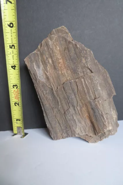 VINTAGE Small Petrified Wood Fossil 1 lb 11.3 oz Rough Specimen Eastern Montana