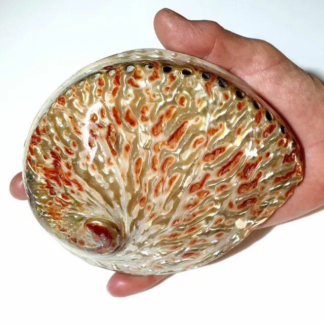 Polished Natural Red Abalone Feature Seashell 11-13cm