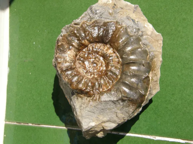 Fosiles Ammonite " Excepcional Pleuroceras En Matriz De Alemania  -   6A13 "