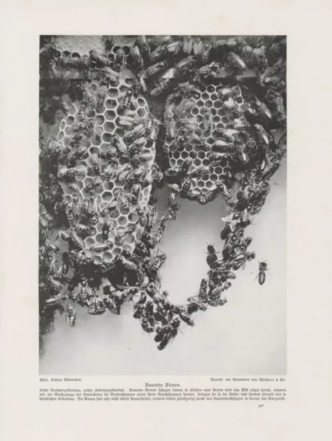 Bienen  Bienenwabe DRUCK von 1912 Imker Imkerei