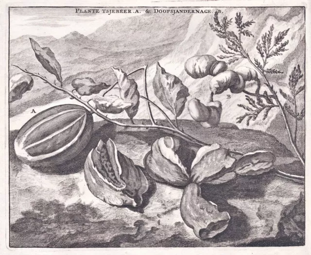 Che berry Maulbeerbaum Botanik botany engraving Kupferstich Bruijn 1718