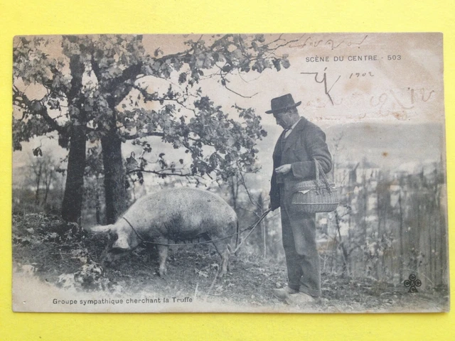 cpa FRANCE COCHONS PORC Cherchant la TRUFFE Champignon Pig Truffle nose mushroom