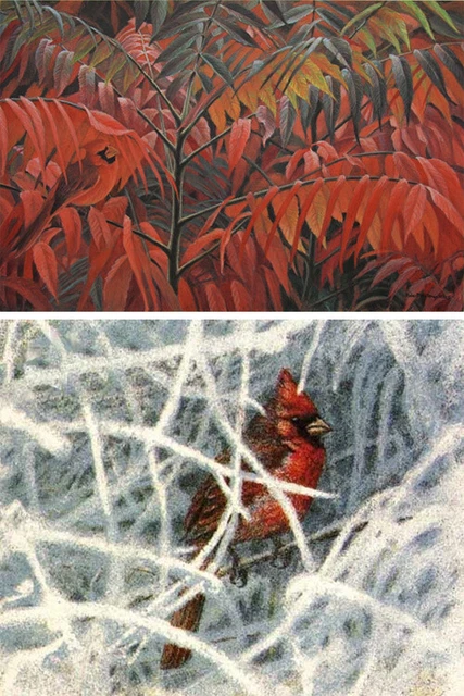 Robert Bateman Cardinal and Sumac Premier Edition 2 Print Suite
