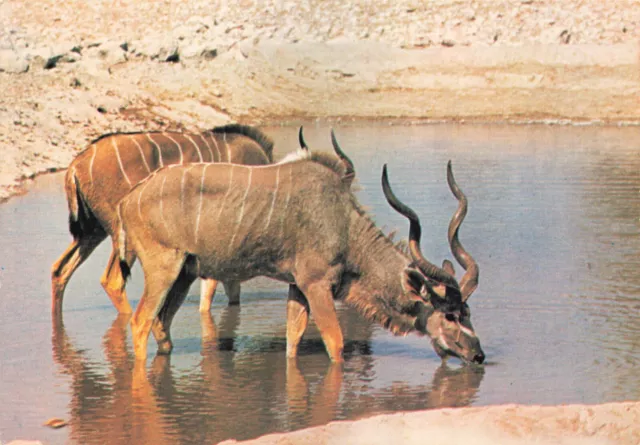 Postcard Kudus Male Female Namibia Etosha Game Reserve Large Spiral Horns Water