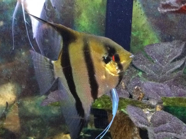  Angelfish retail or wholesale
