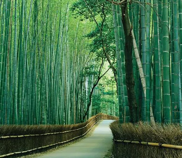 Bambusa Bambos - Bambusa Arundinacea - Giant Bamboo - 50 to 1000 Seeds