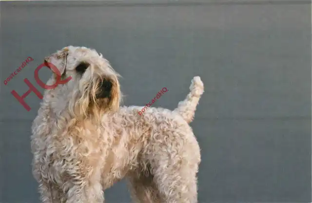 Picture Postcard_ Dog, Soft-Coated Wheaten Terrier