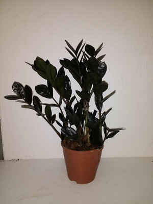 ZAMIOCULCAS - Schwarze Glückfeder " Raven " 1 großer Ableger EUR 9,90