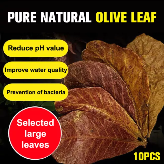 Limpieza de pecera Natural Terminalia Catappa Leaves para decoración de acuario a;H7