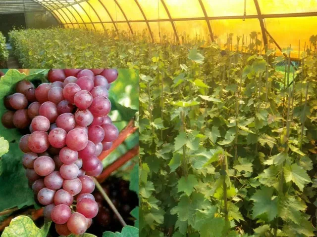 Vitis vinifera Attika Kernlos Weinrebe Tafeltraube Weintraube Winzersorte