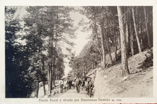 Cartolina - Pineta Buzzi e Strada per Prasomaso - Tresivio (Sondrio) - 1916