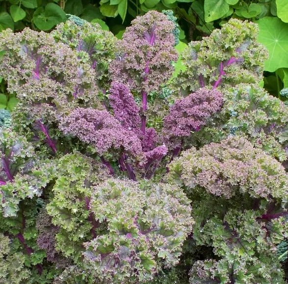 Red Russian Kale Seeds |Purple Siberian Rouge Vegetable Collard Greens Seed 2024