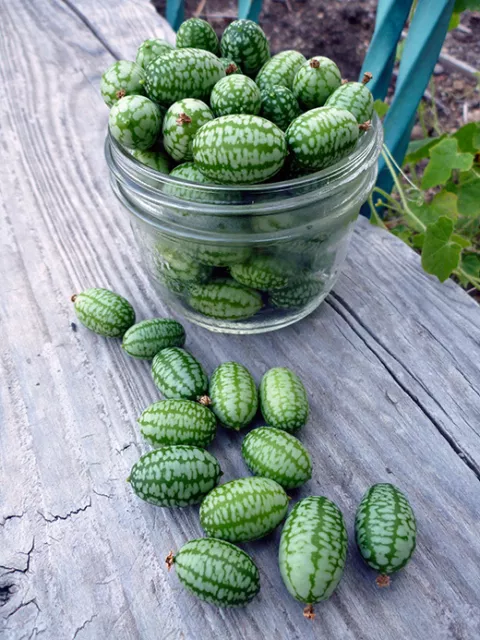 Cucamelon  10000  Finest Seeds  Bulk 3