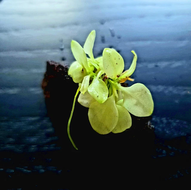 Anubias nana Snow White / White Ghost mini Anubias Wasserpflanze Rarität