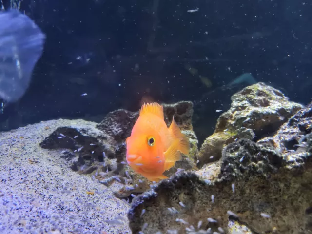 Red Texas cichlid .5" - 1" size 3 pack fresh water live tropical fish