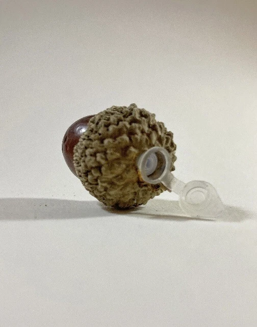 Disguised Acorn Geocache Geocaching
