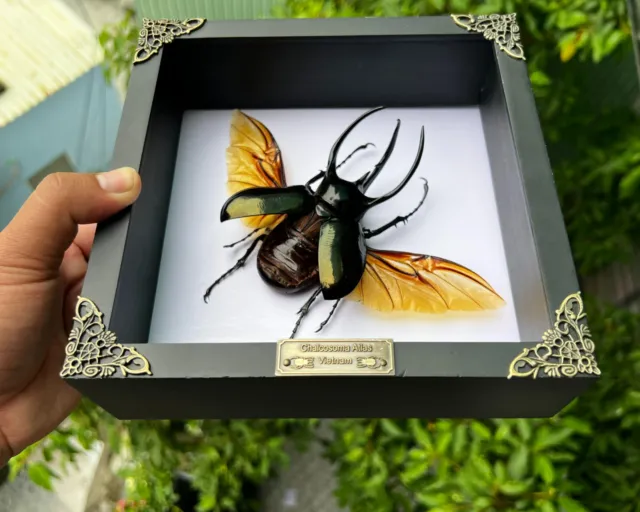 Real Giant Atlas Beetle Insect Framed Dead Bug Oddities Curiosities Home Gothic 2