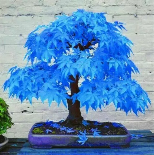 20 Seeds Japanese Maple Tree sky blue bonsai rare plant for home Garden