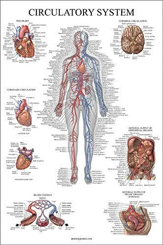 CIRCULATORY SYSTEM ANATOMICAL Chart - Vascular Anatomy Poster - Double ...