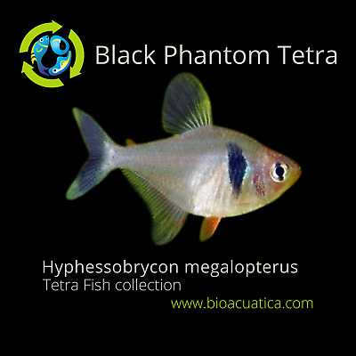 5 OUTSTANDING BLACK PHANTOM TETRA (Hyphessobrycon megalopterus)