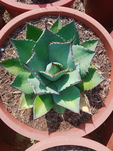 AGAVE PARRYI VAR. Huachucensis Wakefield 1 Plante Jeune Avec  