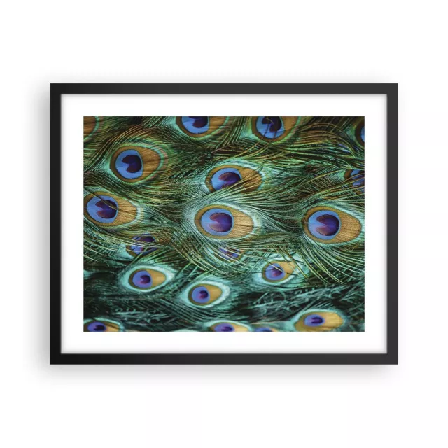 Cuadro Poster de Pared 50x40cm P�ster Marco Pavos Reales Pluma Macro Wall Art