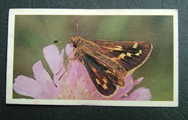 John Player & Son,  Doncella. Silver-Spotted Skipperl Butterfly  Card No 30