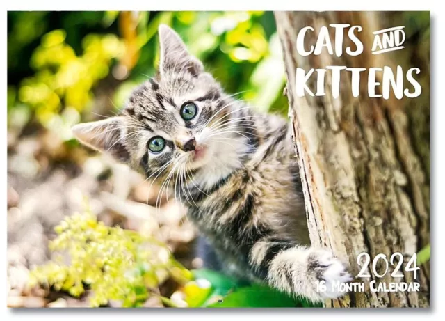 Cats Kitten 2024 Wall Calendar 16 Months Calendar Big print